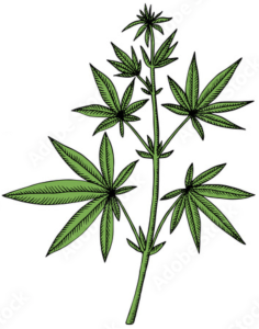 Background • Cannabis Reform Initiative